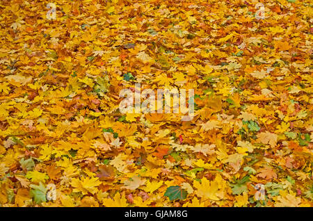 Bunte gefallenen Laub in einem Stadtpark Ende September Stockfoto
