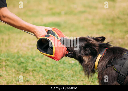 Die Szene der Ausbildung von reinrassigen langhaariger Schäferhund Adult oder elsässischen Wolf Hund. Angriff und starken Halt zum Training Stockfoto
