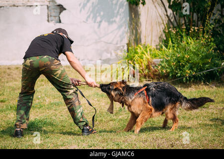 Gomel, Weißrussland - 23. Juli 2016: Deutscher Schäferhund Hundetraining in Gomel regionalen Sportverein und dekorative Hundezucht. Beißen d Stockfoto