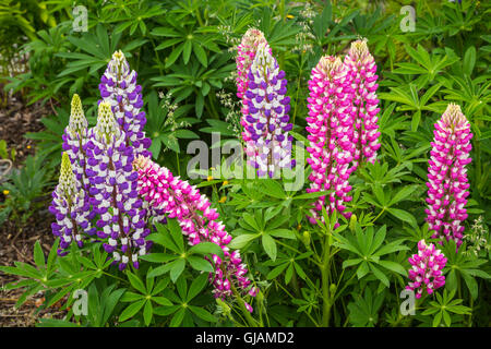 Nahaufnahme von lupine Wildblumen im Osten Bauline, Neufundland und Labrador, Kanada. Stockfoto