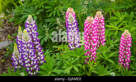 Nahaufnahme von lupine Wildblumen im Osten Bauline, Neufundland und Labrador, Kanada. Stockfoto