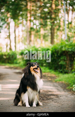 Tricolor Rough Collie, Scottish Collie, langhaariger Collie, Englisch Collie, Lassie Erwachsener Hund sitzt auf der Park-Gasse-Sommertag Stockfoto