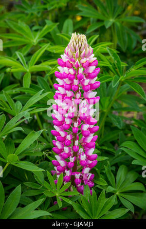 Nahaufnahme von lupine Wildblumen im Osten Bauline, Neufundland und Labrador, Kanada. Stockfoto