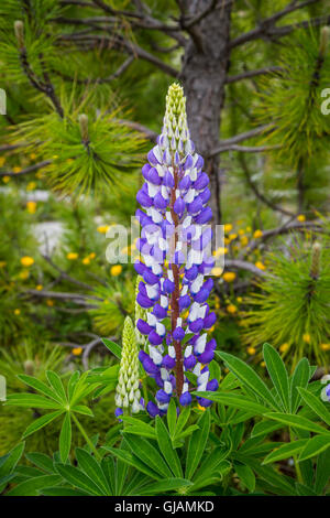 Nahaufnahme von lupine Wildblumen im Osten Bauline, Neufundland und Labrador, Kanada. Stockfoto