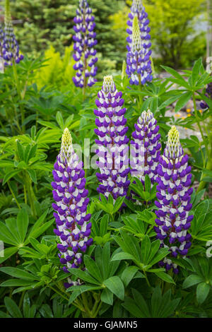 Nahaufnahme von lupine Wildblumen im Osten Bauline, Neufundland und Labrador, Kanada. Stockfoto