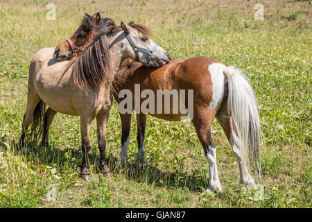 Zwei Mini-Pferde im Feld Stockfoto