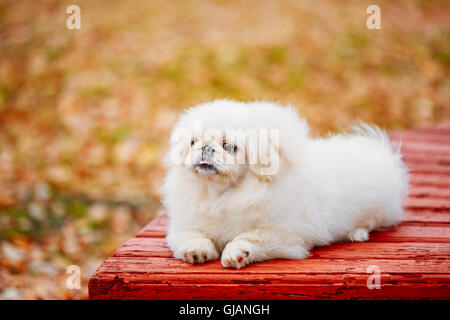 Weiße Pekinese Pekinese Peke Whelp Welpe Hund sitzt auf der Holzbank im Herbst-Park Stockfoto