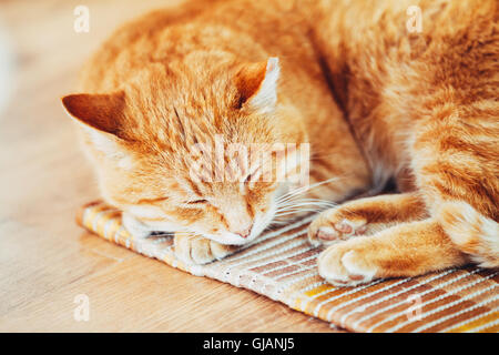 Red Tabby Cat zusammengerollt schläft In seinem Bett auf Laminatboden. Stockfoto