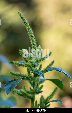 Grüner Amarant (Amaranthus Hybridus) in Blüte. Pflanzen Sie in der Familie Amaranthaceae wächst als ein invasives Unkraut im Vereinigten Königreich Stockfoto