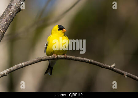 Amerikanische Stieglitz (Spinus Tristis). Männlich in der Zucht Gefieder. Acadia Nationalpark in Maine, USA. Stockfoto