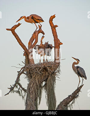 Great Blue Heron Nest. Stockfoto