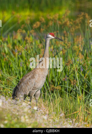 Sandhill Kran (Grus Canadensis). Viera Feuchtgebiete, Florida, USA. Stockfoto