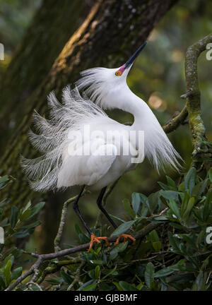 Snowy Silberreiher (Egretta unaufger). St. Augustine, Florida, USA. Stockfoto