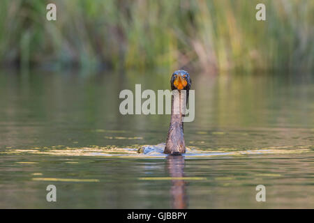 Doppel-crested Kormoran (Phalacrocorax Auritus) in Süßwasser Teich. Acadia Nationalpark in Maine, USA. Stockfoto