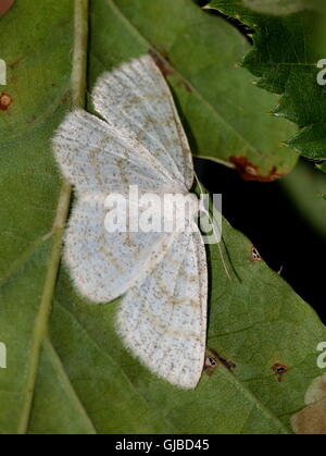 Weiblichen europäischen gemeinsamen Welle Falter (Cabrera Exanthemata - Geometridae) Stockfoto