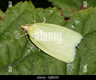 Europäische Grüne Eiche Leafroller Motte (Tortrix Viridana) auch bekannt als Europäische Eiche Tortrix Motte Stockfoto