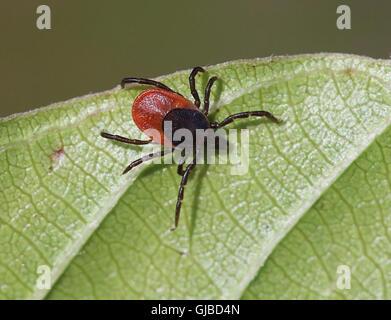 Nahaufnahme einer weiblichen europäischen Rizinuspflanze Zecke (Ixodes Ricinus) auf der Pirsch. (Normale Größe, unaufgeblasen) Stockfoto