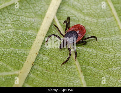 Nahaufnahme einer weiblichen europäischen Rizinuspflanze Zecke (Ixodes Ricinus) auf der Pirsch. (Normale Größe, unaufgeblasen) Stockfoto