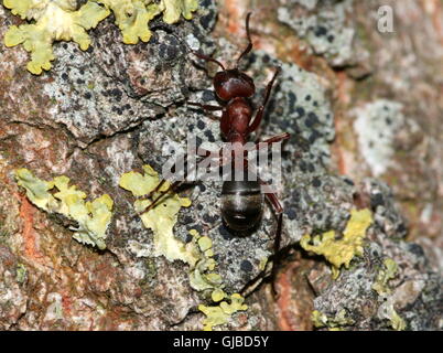 Europäische rote Waldameise (Formica Polyctena oder Formica Rufa) zu Fuß auf einem moosigen Baum Stockfoto