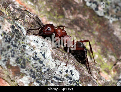 Europäische rote Waldameise (Formica Polyctena) im Profil gesehen Stockfoto