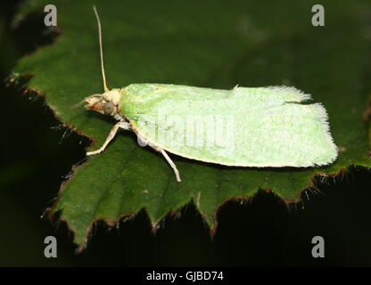 Europäische Grüne Eiche Leafroller Motte (Tortrix Viridana) auch bekannt als Europäische Eiche Tortrix Motte Stockfoto