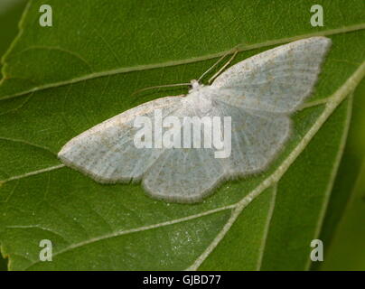 Weiblichen europäischen gemeinsamen Welle Falter (Cabrera Exanthemata - Geometridae) Stockfoto