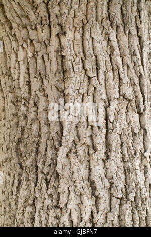 Die Rinde eines Baumes Textur oder Hintergrund Stockfoto