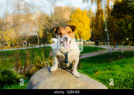 Lächelnde Hund im Herbst Park sitzen auf großen Stein Stockfoto