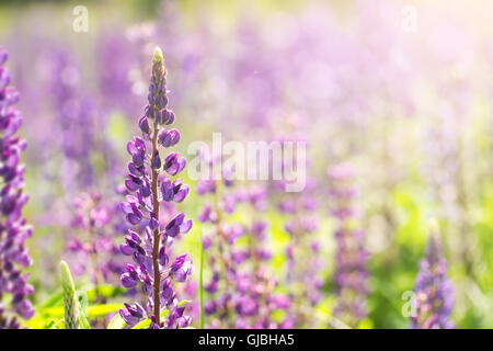 Blühenden Lupinen Blumen. Ein Feld von Lupinen. Sonnenlicht scheint auf Pflanzen. Violet Frühjahr und Sommer blüht. Sanfte warme weiche Farbe Stockfoto