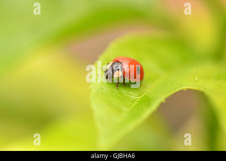 Close-up Marienkäfer auf einem grünen Blatt in den Rasen. Wassertropfen. Stockfoto