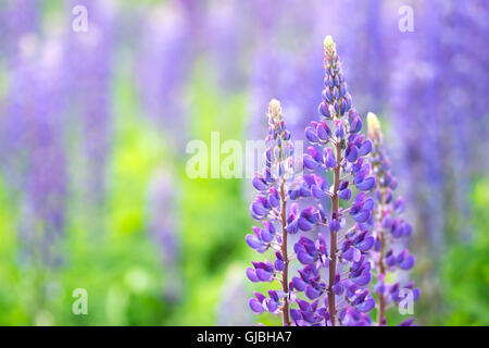 Blühenden Lupinen Blumen. Ein Feld von Lupinen. Sonnenlicht scheint auf Pflanzen. Violet Frühjahr und Sommer blüht. Sanfte warme weiche Farbe Stockfoto