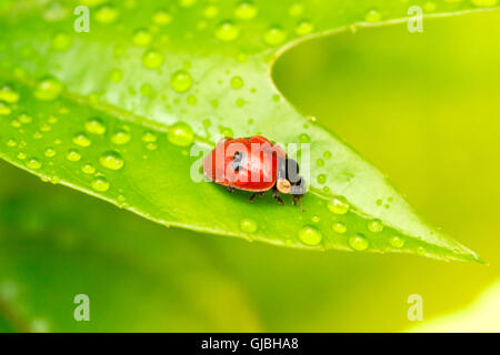 Close-up Marienkäfer auf einem grünen Blatt in den Rasen. Wassertropfen Stockfoto