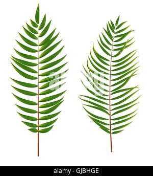Palm Tree Leaf Silhouette, Isolated on White Background Stock Vektor