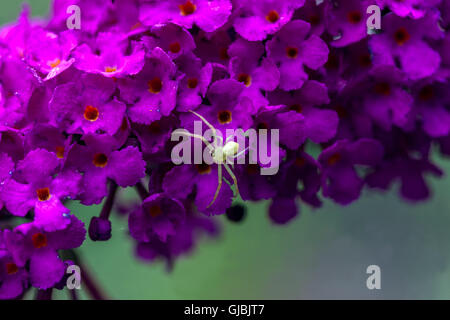 Kleine Spinne auf Schmetterlingsstrauch-Buddleja Davidii 'Royal Red' Stockfoto