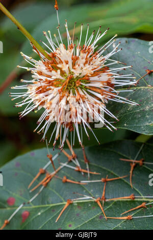 Buttonbush--Cephalanthus occidentalis Stockfoto