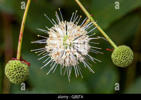 Buttonbusch -- Cephalanthus occidentalis Blume Nahaufnahme Stockfoto