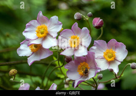 Japanischer Anemone Hadspen Abundanz, Thimbleweed oder Windflower Anemone japonica Stockfoto