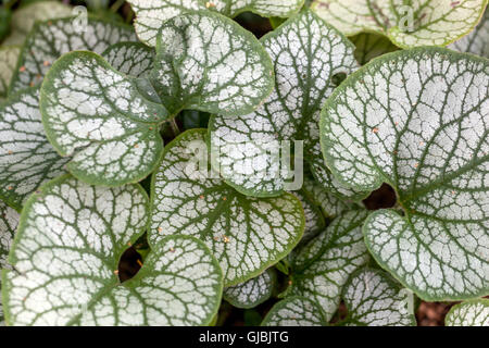 Sibirische Bugloss Brunnera Macrophylla 'Jack Frost' Stockfoto