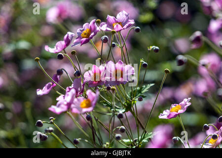 Japanische Anemone hupehensis 'Hadspen Eriocapitella Fülle, thimbleweed oder Cuneata Eriocapitella hupehensis Stockfoto