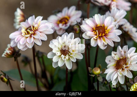 Dahlia ' Orange Bronz ' Flower Bokeh Dahlien August Blumen Blühen, Flower Heads Stockfoto