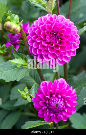 Dahlia 'Opera' Blumenbommel Stockfoto