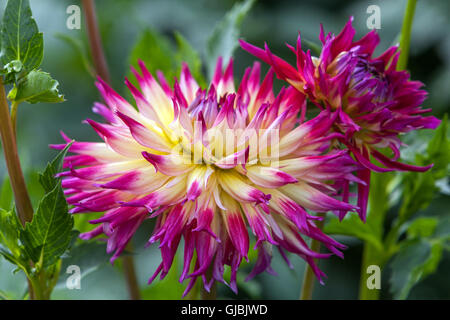 Dahlia ' Meduza ' lila Blume erröten rosa Dahlie Stockfoto