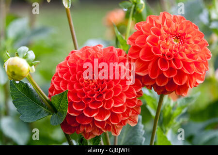 Dahlia ' Symphonia ' Blume Dahlien Stockfoto