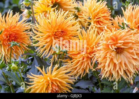 Orange Dahlien 'Komtesa Hortensie' orange Blüten Stockfoto
