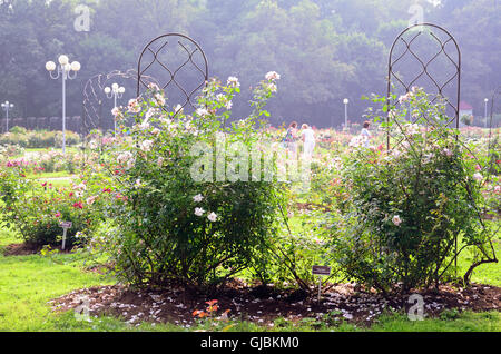 Rose-Büsche blühen in einem öffentlichen Rosengarten. Foto im Sommer in Moskau botanischen Garten. Stockfoto