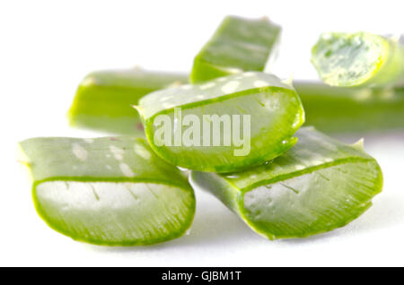 Aloe Vera (Aloe Barbadensis Mill., Star Kakteen, Aloe, Aloin, Jafferabad, Vera oder Barbados auch genannt) isoliert auf weißem Rücken Stockfoto