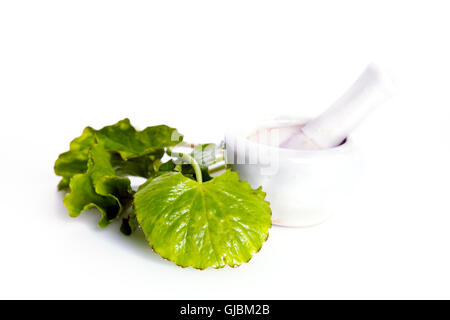 Centella Asiatica (auch genannt als asiatische Abel, Centella Asiatica (Linn.) Urban, Gotu Kola, Ayuvera, Thankuni in der indischen, B Stockfoto