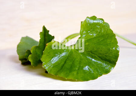 Centella Asiatica (auch genannt als asiatische Abel, Centella Asiatica (Linn.) Urban, Gotu Kola, Ayuvera, Thankuni in der indischen, B Stockfoto