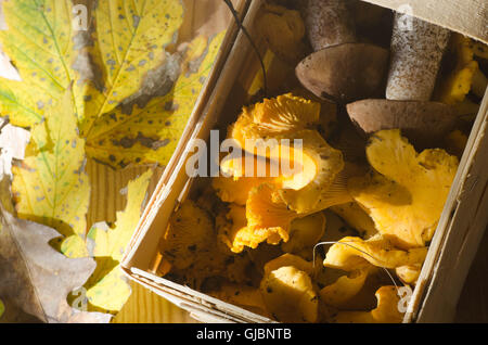 Gruppe von Frische Speisepilze Stockfoto