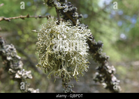 Eichenmoos (Evernia Prunastri) Stockfoto